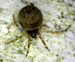 Dipoena melanogaster