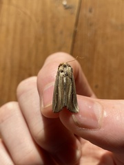 Leucania stenographa