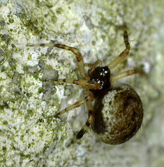 Dipoena melanogaster