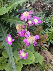 Pericallis tussilaginis image