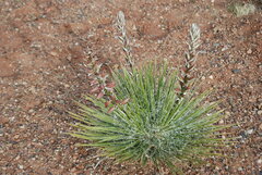 Yucca baileyi