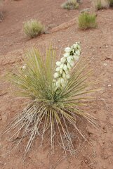 Yucca baileyi