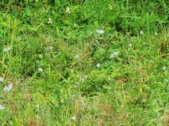 Richardia grandiflora