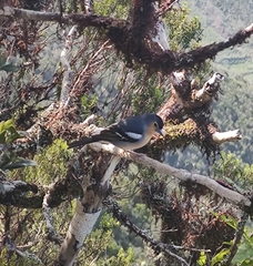 Fringilla coelebs canariensis