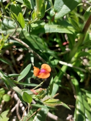 Lathyrus aphaca
