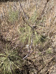 Helianthus salicifolius