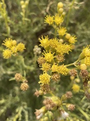 Senecio filaginoides