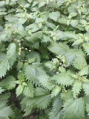 Urtica pilulifera