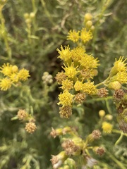 Senecio filaginoides