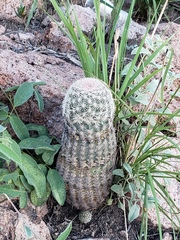 Echinocereus pectinatus rutowiorum