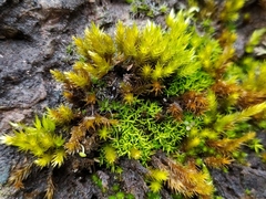 Trichostomum crispulum