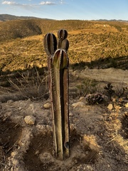 Lophocereus marginatus