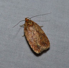 Agonopterix thelmae