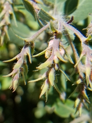 Arctostaphylos crustacea