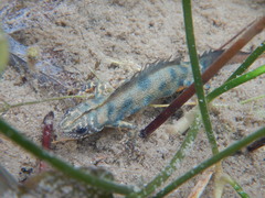 Triturus carnifex