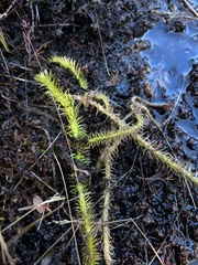 Lycopodiella appressa