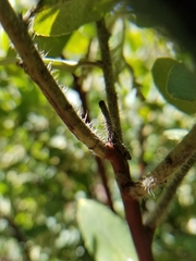 Arctostaphylos crustacea