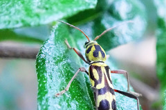 Chlorophorus annularis