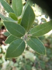 Arctostaphylos crustacea