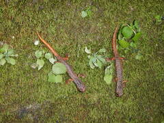 Speleomantes italicus