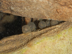 Salamandrina perspicillata