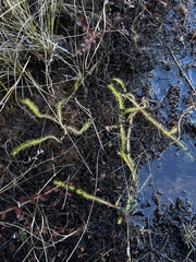 Lycopodiella appressa