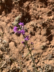 Liatris