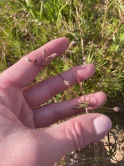 Spergula