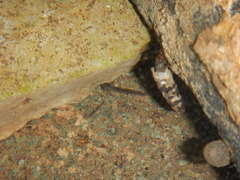 Salamandrina perspicillata