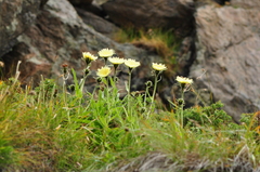 Schlagintweitia intybacea