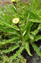 Schlagintweitia intybacea