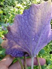 Pericallis tussilaginis
