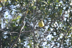 Setophaga palmarum hypochrysea