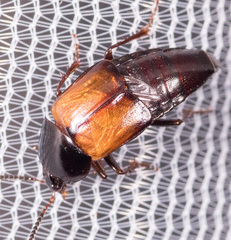Tachinus fimbriatus