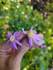 Pericallis tussilaginis