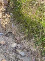 Spergula