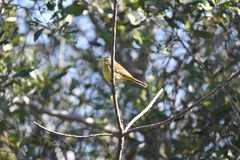 Setophaga palmarum hypochrysea