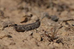 Ramburiella hispanica