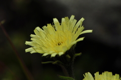 Schlagintweitia intybacea