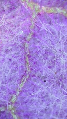 Pericallis tussilaginis