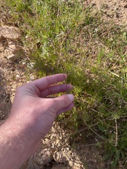 Spergula