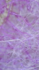 Pericallis tussilaginis