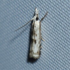 Microcrambus minor