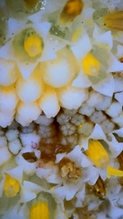 Pericallis tussilaginis