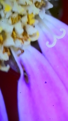 Pericallis tussilaginis