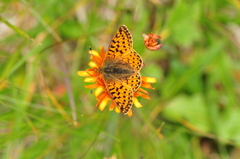 Boloria