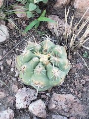 Thelocactus