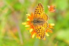 Boloria