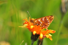 Boloria