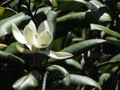 Magnolia hondurensis